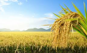 زری پالیسی کمیٹی کا پالیسی ریٹ کو 10.5 فیصد پر برقرار رکھنے کا فیصلہ